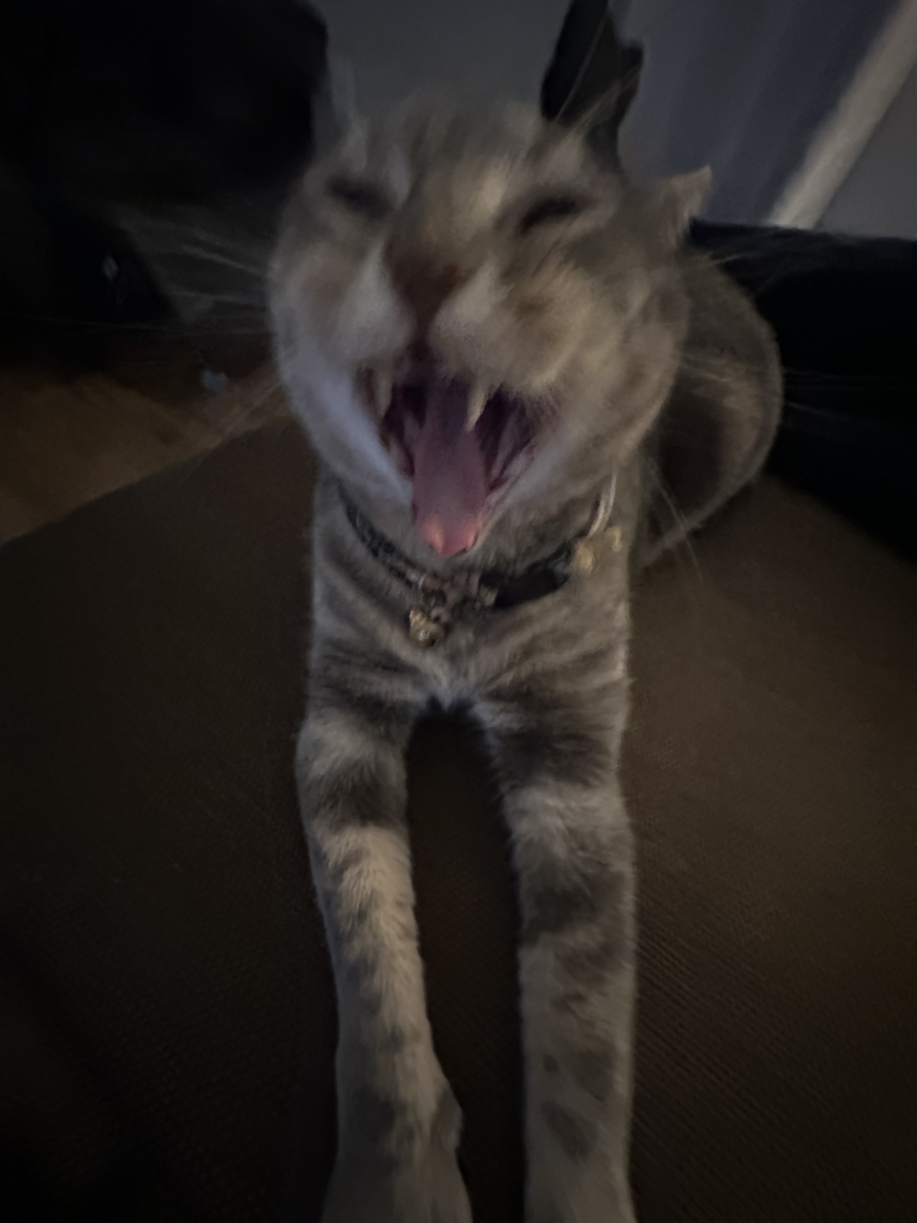 picture of marble screaming